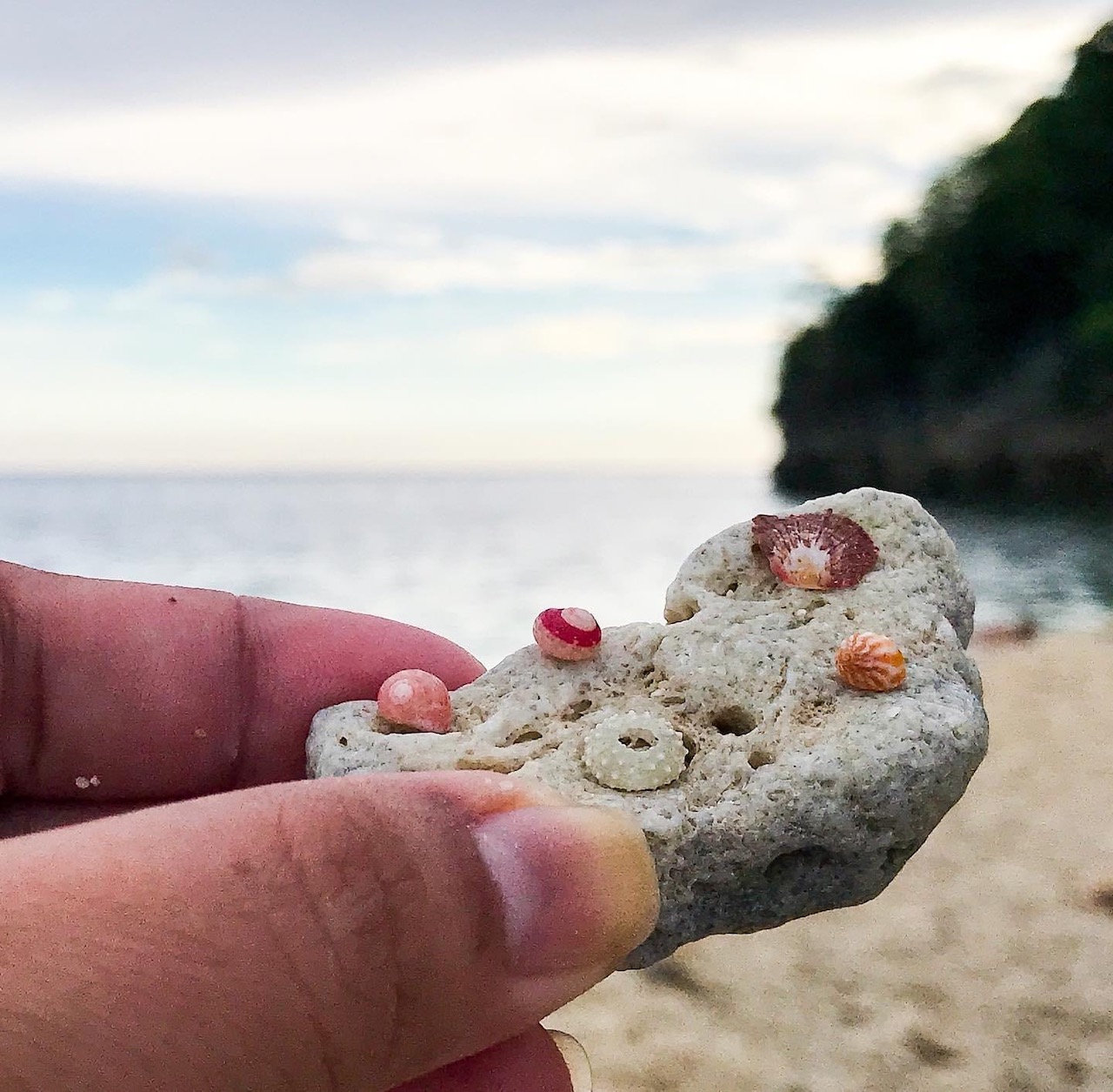 footprints thefatgoddess danjugan island miniature shells beach