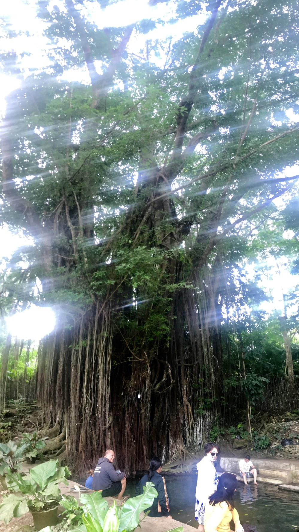 Balete Tree Siquijor
