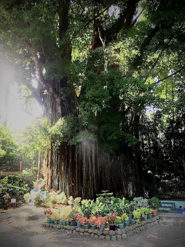 Old Enchanted Balete Tree Siquijor