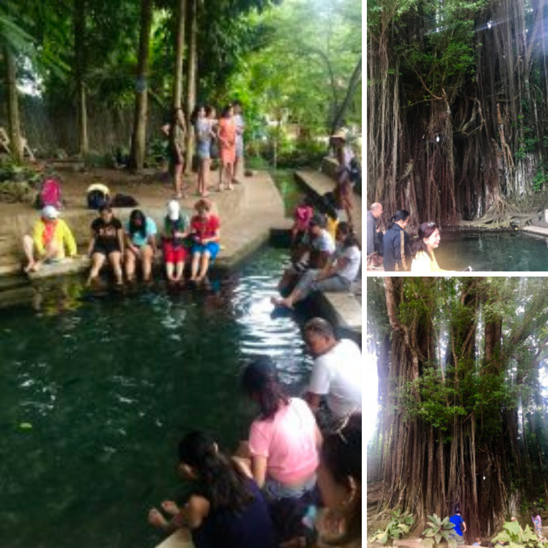 Balete Tree Siquijor
